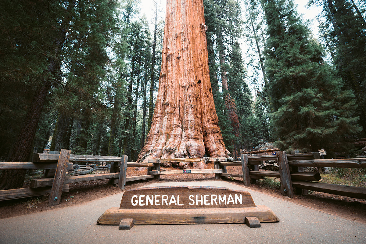 Best Things to Do in Sequoia National Park (Nature's Majesty)